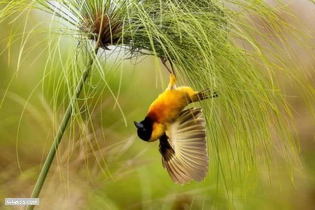 birds000643vipics.jpg